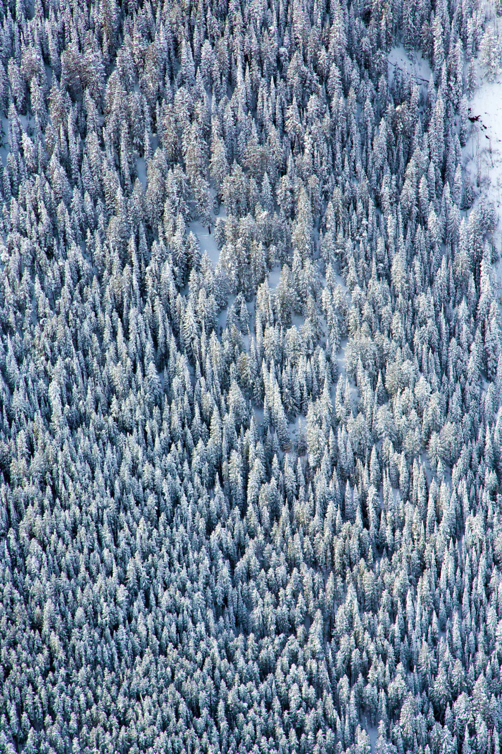 Aspen Trees Triptych - Image 3