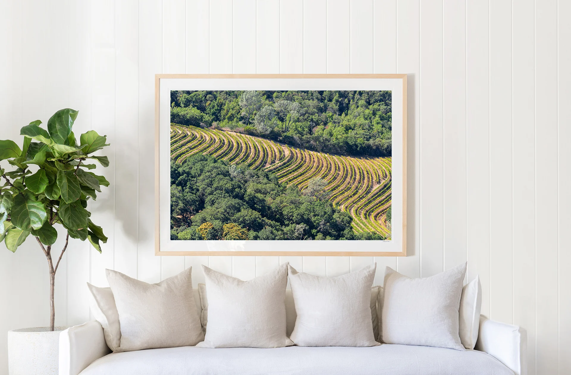 Sloping Vineyard, Napa Valley - Image 2