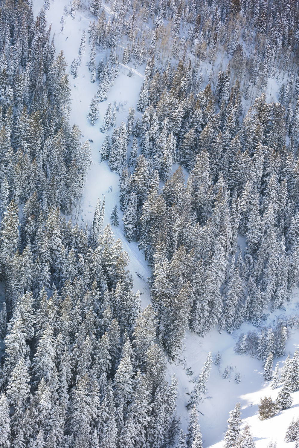 Snowy Pines Triptych - Image 3