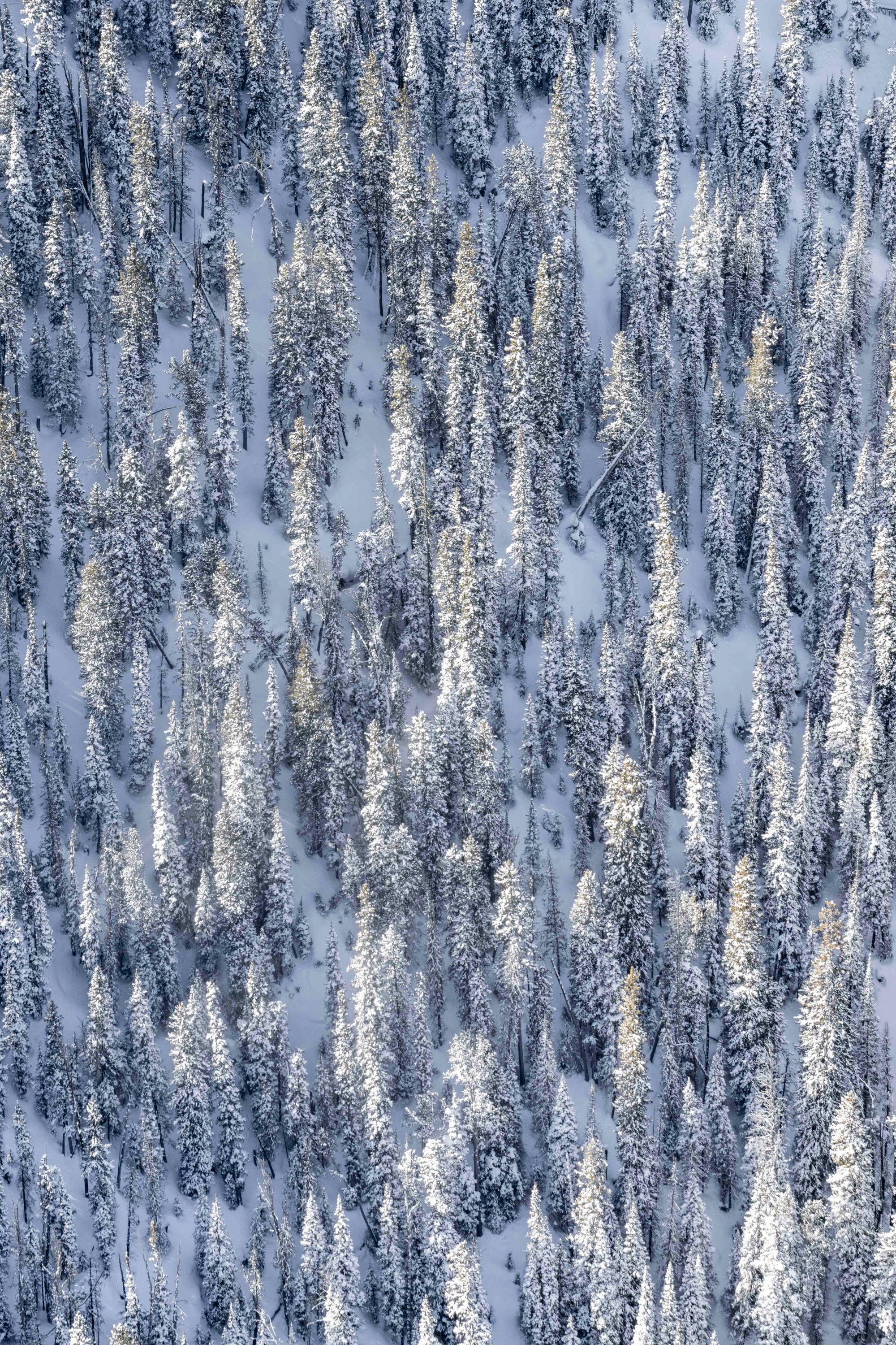Snowy Trees, Yellowstone National Park Triptych - Image 3