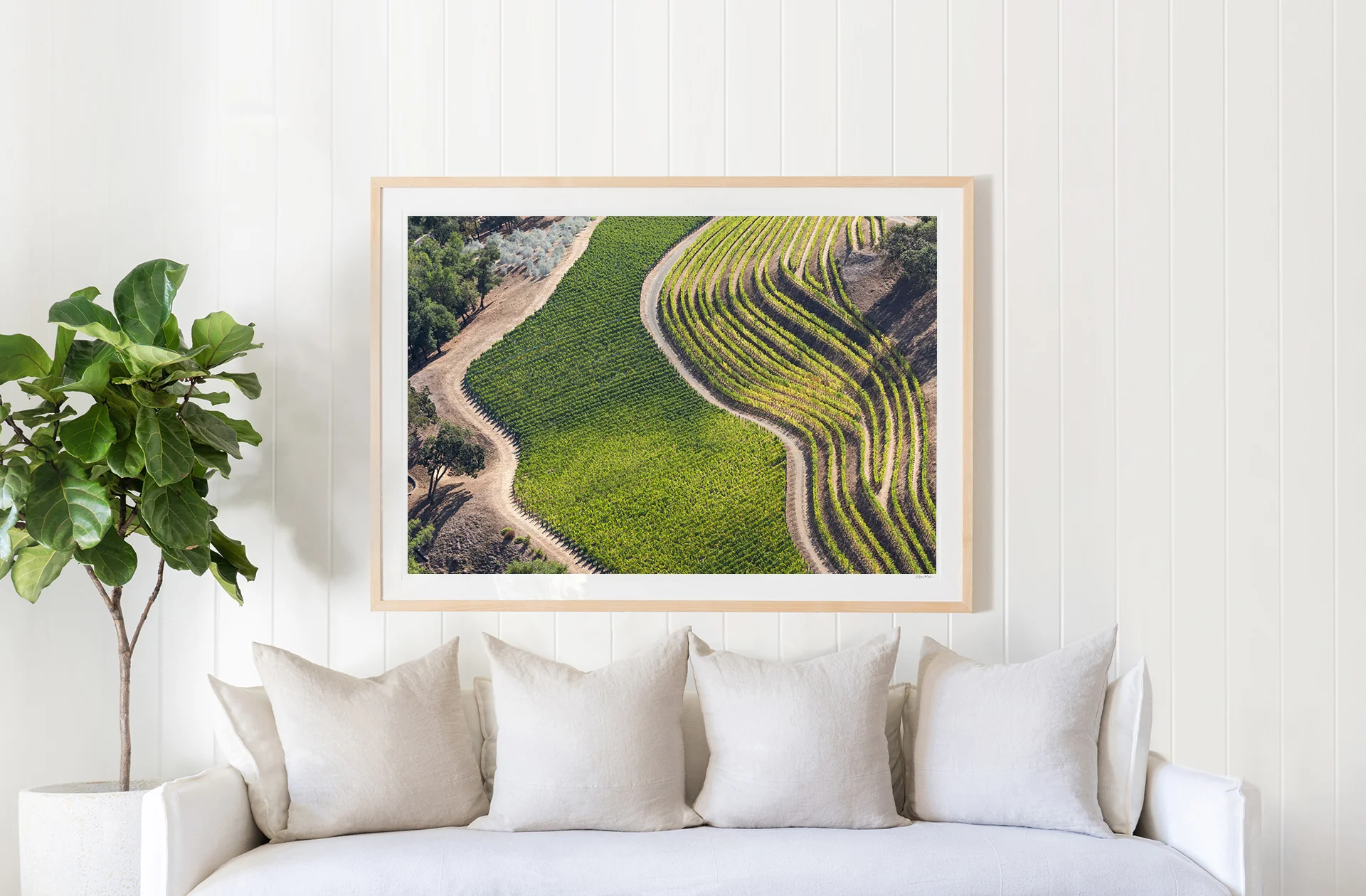 Terraced Vineyards, Napa Valley - Image 2